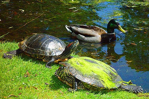 The Ducks and Turtles are Back!