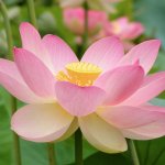 Chinese Sacred Lotus 