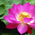 Hindu lotus