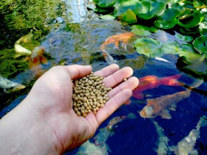 feeding fish
