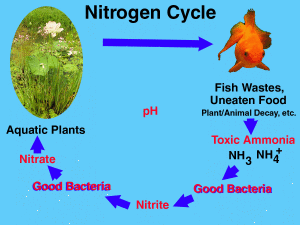 nitrogencycle