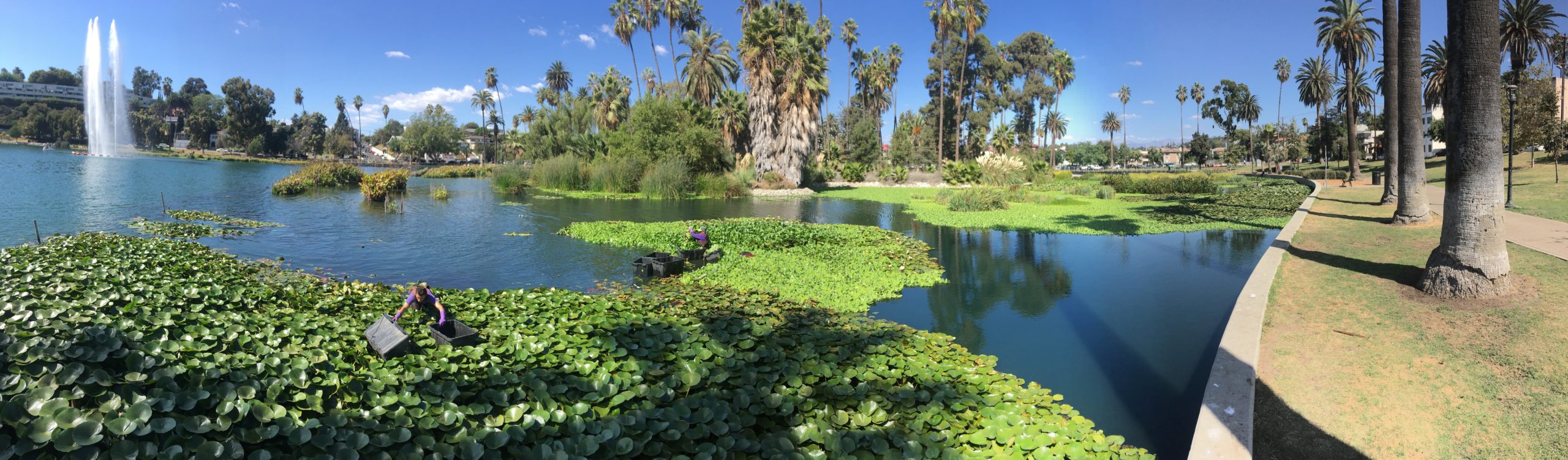 Echo Park Lake in Los Angeles - Explore an Oasis of Fountains and Palm  Trees in Los Angeles – Go Guides