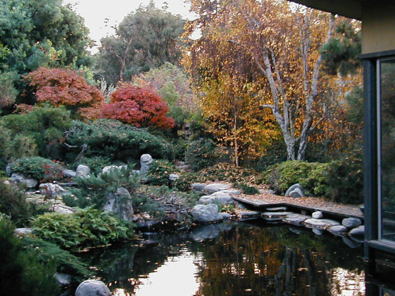 Koi Pond in the Fall
